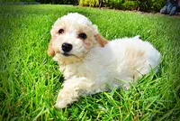 Ashley, a female Havanese and Poodle - Toy  for sale in Marshfield, MO – 4 of 9