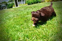 Ewok, a male Havanese and Poodle - Toy  for sale in Marshfield, MO – 5 of 10