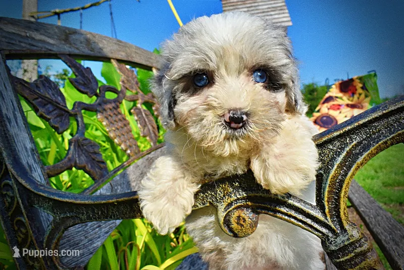Sugar-SUMMER SALE!!  $100 off listed price! – Havanese, Poodle - Toy  puppy for sale in Marshfield, MO