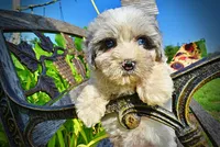 Sugar-SUMMER SALE!!  $100 off listed price!, a female Havanese and Poodle - Toy  for sale in Marshfield, MO – 1 of 8