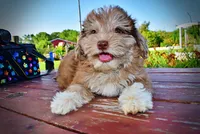 Destiny, a female Havanese and Poodle - Toy  for sale in Marshfield, MO – 3 of 10