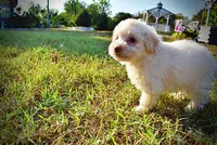 Leo, a male Havapoo for sale in Marshfield, MO – 8 of 9