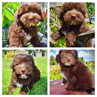 Ewok, a male Havanese and Poodle - Toy  for sale in Marshfield, MO – 1 of 10