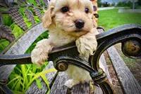 Armani, a male Havanese and Poodle - Toy  for sale in Marshfield, MO – 5 of 10