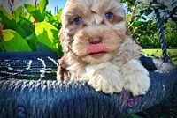 Bambi, a female Havanese and Poodle - Toy  for sale in Marshfield, MO – 7 of 9