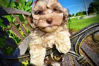 Bambi, a female Havanese and Poodle - Toy  for sale in Marshfield, MO – 2 of 9