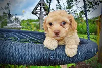 Ajax, a male Havanese and Poodle - Toy  for sale in Marshfield, MO – 5 of 8
