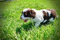 Teddy, a male Havanese and Poodle - Toy  for sale in Marshfield, MO – 8 of 10