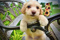 Alfie, a male Havanese and Poodle - Toy  for sale in Marshfield, MO – 4 of 7