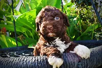 Hannah, a female Havanese and Poodle - Toy  for sale in Marshfield, MO – 3 of 10
