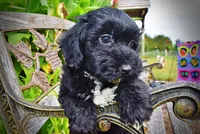 Harmony-LABOR DAY SALE-TAKE $100 OFF!!!, a female Havanese and Poodle - Toy  for sale in Marshfield, MO – 4 of 10