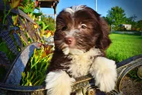 Emma, a female Havanese and Poodle - Toy  for sale in Marshfield, MO – 7 of 10