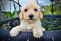 Avalon, a female Havanese and Poodle - Toy  for sale in Marshfield, MO – 5 of 10