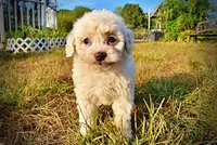 Melody, a female Havapoo for sale in Marshfield, MO – 8 of 10