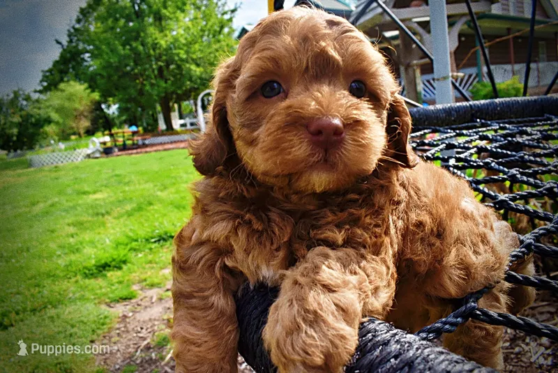 Ringo – Havanese, Poodle - Toy  puppy for sale in Marshfield, MO