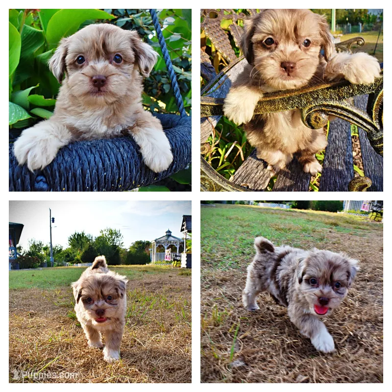 Marbles – Havapoo puppy for sale in Marshfield, MO