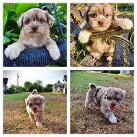 Marbles, a female Havapoo for sale in Marshfield, MO – 1 of 10