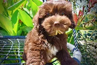Ewok, a male Havanese and Poodle - Toy  for sale in Marshfield, MO – 4 of 10