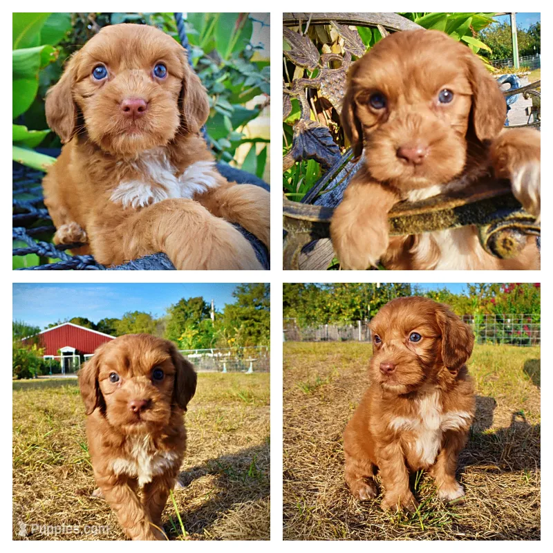 Muppet – Havapoo puppy for sale in Marshfield, MO