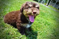 Epic, a male Havanese and Poodle - Toy  for sale in Marshfield, MO – 9 of 10