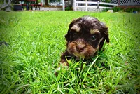 Vixen, a female Havanese and Poodle - Toy  for sale in Marshfield, MO – 4 of 10