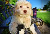 Daisy, a female Havanese and Poodle - Toy  for sale in Marshfield, MO – 4 of 10