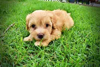 Acorn, a male Havanese and Poodle - Toy  for sale in Marshfield, MO – 10 of 10