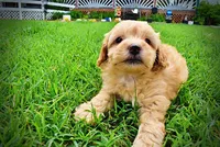 Acorn, a male Havanese and Poodle - Toy  for sale in Marshfield, MO – 7 of 10