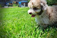 Espresso, a male Havanese and Poodle - Toy  for sale in Marshfield, MO – 4 of 10