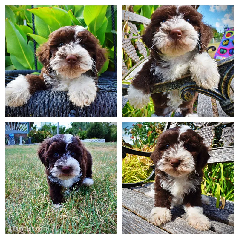 Katie – Havanese, Havapoo puppy for sale in Marshfield, MO