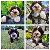 Katie, a female Havanese and Havapoo for sale in Marshfield, MO – 1 of 10
