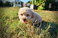 Luigi, a male Havapoo for sale in Marshfield, MO – 5 of 9