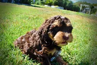 Jazz-LABOR DAY SALE-TAKE $100 OFF!!!, a male Havanese and Havapoo for sale in Marshfield, MO – 7 of 10
