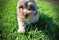Bambi, a female Havanese and Poodle - Toy  for sale in Marshfield, MO – 5 of 9