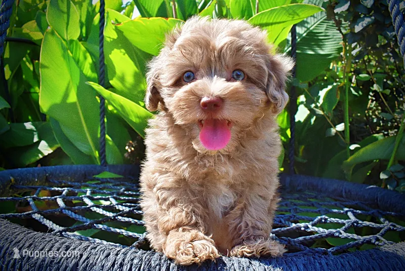 Innocent-LABOR DAY SALE-TAKE $100 OFF!!! – Havanese, Poodle - Toy  puppy for sale in Marshfield, MO