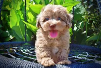 Innocent-LABOR DAY SALE-TAKE $100 OFF!!!, a male Havanese and Poodle - Toy  for sale in Marshfield, MO – 1 of 9