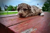 Star, a female Havanese and Poodle - Toy  for sale in Marshfield, MO – 5 of 10