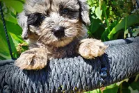 Indy, a male Havanese and Poodle - Toy  for sale in Marshfield, MO – 2 of 10