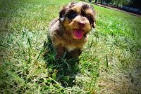 Ironman, a male Havanese and Poodle - Toy  for sale in Marshfield, MO – 7 of 10