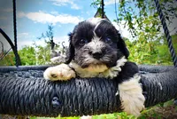 Scout, a male Havanese and Poodle - Toy  for sale in Marshfield, MO – 5 of 9