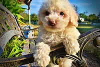Leo, a male Havapoo for sale in Marshfield, MO – 3 of 9