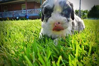 Skye-SUMMER SALE!!  $100 off listed price!!, a female Havanese and Poodle - Toy  for sale in Marshfield, MO – 8 of 10