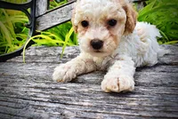 Andy, a male Havanese and Poodle - Toy  for sale in Marshfield, MO – 3 of 9