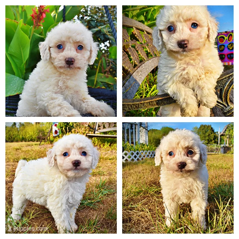 Melody – Havapoo puppy for sale in Marshfield, MO