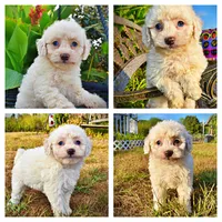 Melody, a female Havapoo for sale in Marshfield, MO – 1 of 10