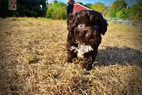 Latte, a male Havapoo for sale in Marshfield, MO – 2 of 10