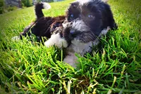 Savvy-SUMMER SALE!!  $100 off listed price!!, a female Havanese and Poodle - Toy  for sale in Marshfield, MO – 9 of 10