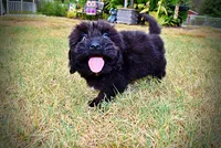 Kipper-SALE!!!, a male Havanese and Havapoo for sale in Marshfield, MO – 3 of 9