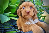 Muppet, a male Havapoo for sale in Marshfield, MO – 6 of 10