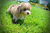 Eartha, a female Havanese and Poodle - Toy  for sale in Marshfield, MO – 3 of 10